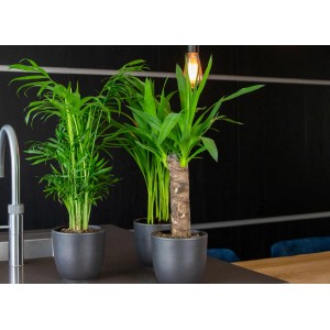 GROW by OBI Pálmaliliom (Yucca Elephantipes) cserépben, szobanövény zöld törzzsel és levelekkel.