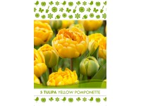 Yellow Pomponette tulipán virághagyma Yellow Pomponette tulipán virághagyma