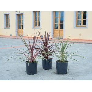 Három déli széltörő pálma (Cordyline australis) cserépben, különböző színekben, kb. 30 cm magas.