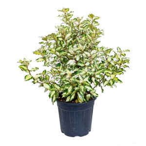 Örökzöld olajfű 'Elaeagnus ebbingei' cserépben, kb. 60 cm magas, színes, világossárga tarka levelekkel.