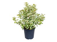 GROW by OBI tarkalevelű ezüstfa magasság kb. 60 cm Elaeagnus ebbingei