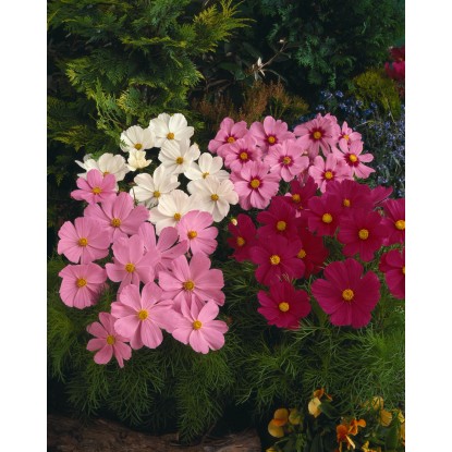 Kerti pillangóvirág színkeverék, cserépátmérő: kb. 13 cm