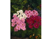 Kerti pillangóvirág színkeverék, cserépátmérő: kb. 13 cm Kerti pillangóvirág színkeverék, cserépátmérő: kb. 13 cm