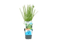 OBI vízipálma sárgászöld cserépátmérő: kb. 9 cm Cyperus alternifolius