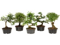 Bonsai különböző fajták cserépátmérő: kb. 14 cm