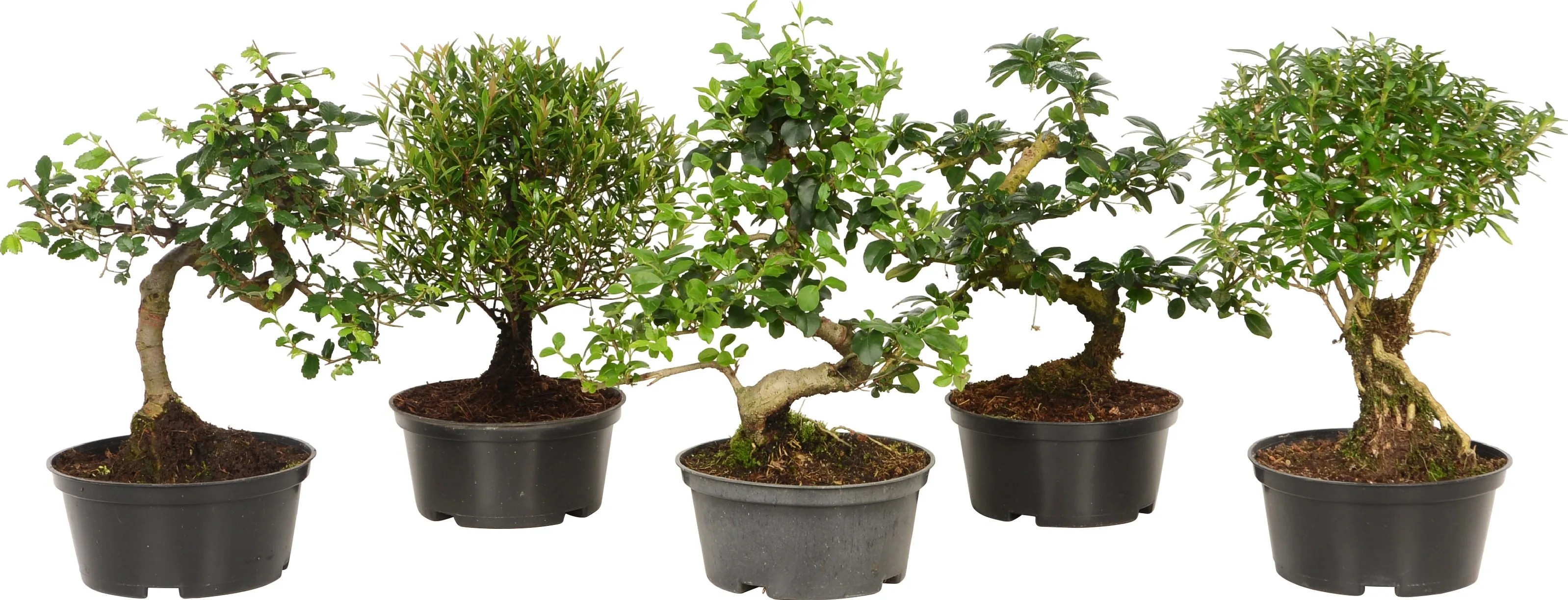pre bonsai trees for sale Sophora prostrata Little Baby Pre Bonsai Trees - 2 Year Old - 10-14 inch  Tall main image 1