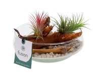 Szakállbromélia-kompozíció üvegcserépben cserépátmérő kb. 15 cm Tillandsia