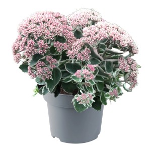 GROW by OBI Varjúháj La vie en Rose cserépben, rózsaszín virágokkal és fehér szegélyű levelekkel.