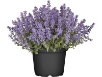 OBI kerti macskamenta cserépátmérő: kb. 19 cm Nepeta OBI kerti macskamenta cserépátmérő: kb. 19 cm Nepeta