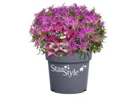 Star Style japán havasszépe magasság kb. 5 cm - 15 cm cserép kb. 1,5 l Star Style japán havasszépe magasság kb. 5 cm - 15 cm cserép kb. 1,5 l