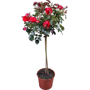 Palace Red törzsrózsa cserépben, kb. 55 cm magas, bő virágú, piros virágokkal.