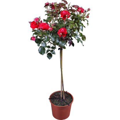 Alacsony törzsű rózsa "Palace" piros cserépátmérő: kb. 24 cm