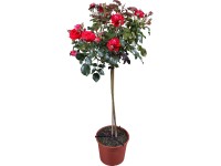 Alacsony törzsű rózsa Alacsony törzsű rózsa