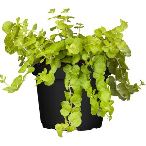 GROW by OBI Sárga pénzlevelű fű cserépben (kb. 13 cm). Függő növény világoszöld levelekkel.