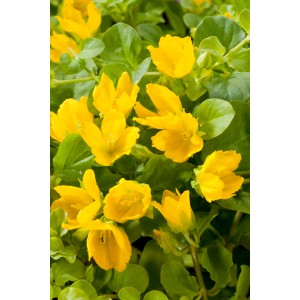 Sárga pénzlevelű lizinka (Lysimachia nummularia) 18 cm-es cserépben, dekoratív mocsári növény.