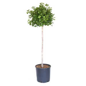 GROW by OBI Mariken Ginkgo fa cserépben, kb. 100 cm magas.