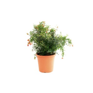 GROW by OBI díszgránátalma 'Nana Gracilisssima' 10 l-es cserépben, narancssárga virágokkal.