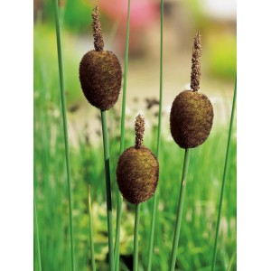 Törpe gyékény (Typha minima) cserépben, barna buzogányok és zöld szárak.
