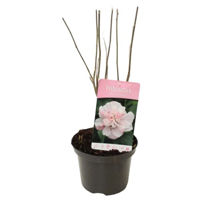 Kerti mályva rózsaszín magasság kb. 20 cm-30 cm cserép kb. 2 l Hibiscus syriacus