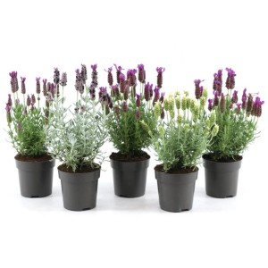 Különböző színű Levendula Anouk Viva Collection 10 cm-es cserépben.