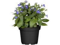 Csüngő lobélia cserépátmérő: kb. 9 cm Lobelia erinus