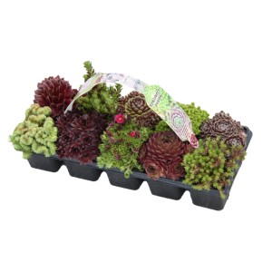 Sempervivum sziklakerti mix 10 pack