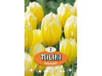 Tulipán Tulipán