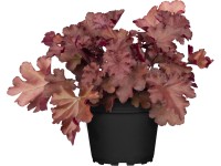 GROW by OBI tűzgyöngyvirág kb. 17 cm Heuchera Meristeme GROW by OBI tűzgyöngyvirág kb. 17 cm Heuchera Meristeme