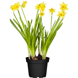 Sárga GROW by OBI nárciszok cserépben, kb. 12 cm. Tavaszi virágok ágyásokba, erkélyekre és kertekbe.
