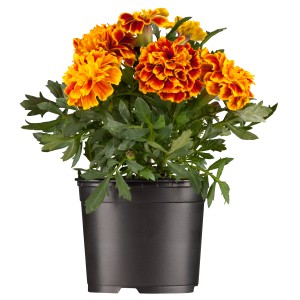 Kisvirágú bársonyvirág (Tagetes patula) cserépben, narancs-piros virágok. Ágyásnövény ágyásokba és erkélyekre.