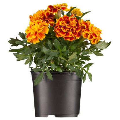 Kis büdöske cserépátmérő kb. 9 cm Tagetes Patula