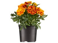 Kis büdöske cserépátmérő kb. 9 cm Tagetes Patula Kis büdöske cserépátmérő kb. 9 cm Tagetes Patula