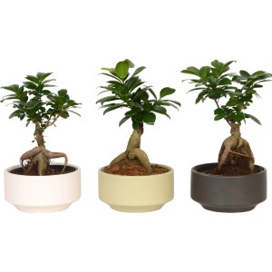 Három Ficus Ginseng bonsai kerámia cserépben (Ø 15cm) fehér, bézs és szürke színben.