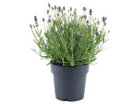 OBI közönséges levendula Felice 15 cm cserépátmérőjű