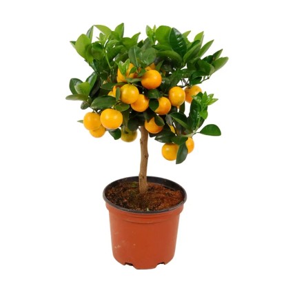 Citrusnövény