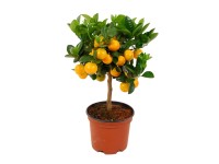 Citrusnövény Citrusnövény