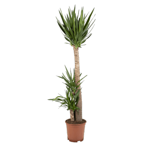 Pálmaliliom (Yucca) 3 törzzsel, kb. 170-180 cm magas, cserépben. Dekoratív szobanövény.