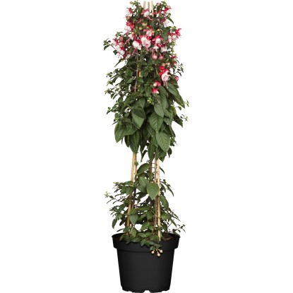 Fukszia piramis cserépátmérő: kb. 18 cm Fuchsia