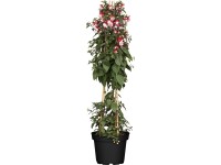 Fukszia piramis cserépátmérő: kb. 18 cm Fuchsia