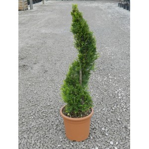 Formás, arany OBI óriás ciprus Castlewelland Gold cserépben, kb. 80 cm magas.