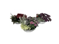 Őszi növényválogatás cinkcserépben 3-féle változatban cserépátmérő kb. 29 cm Őszi növényválogatás cinkcserépben 3-féle változatban cserépátmérő kb. 29 cm