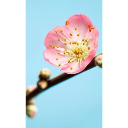 Komar vlies fotótapéta Peach Blossom 150 cm x 250 cm