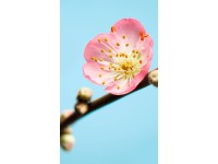 Komar vlies fotótapéta Peach Blossom 150 cm x 250 cm