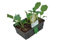 Fehér fejes káposzta 6-os tál gyökérbojt kb. 2 x 2 cm Brassica