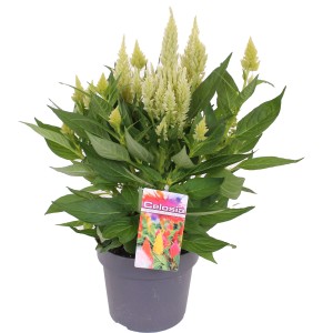 Cserepes Celosia, kb. 40-45 cm magas, világos virágzatú.