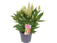 Tollas celózia magasság kb. 40 cm - 45 cm cserépátmérő kb. 17 cm Tollas celózia magasság kb. 40 cm - 45 cm cserépátmérő kb. 17 cm