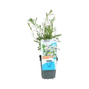 Mocsári cickafark (Achillea ptarmica) 9 cm-es cserépben ágyásokba, partokra és vizes élőhelyekre.