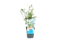 OBI kenyérbél-cickafark cserépátmérő: kb. 9 cm Achillea ptarmica