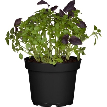 Bazsalikom piros cserépátmérő: kb. 11 cm Ocimum basilicum