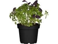 Bazsalikom piros cserépátmérő: kb. 11 cm Ocimum basilicum Bazsalikom piros cserépátmérő: kb. 11 cm Ocimum basilicum